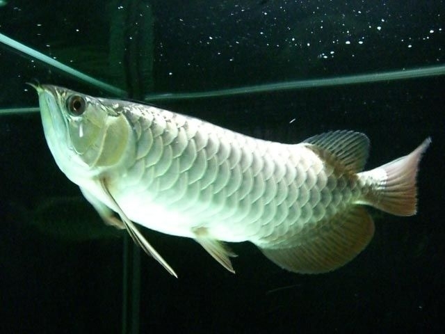 Cá Rồng- một trong số những giống cá cảnh được yêu thích và giá bán cao