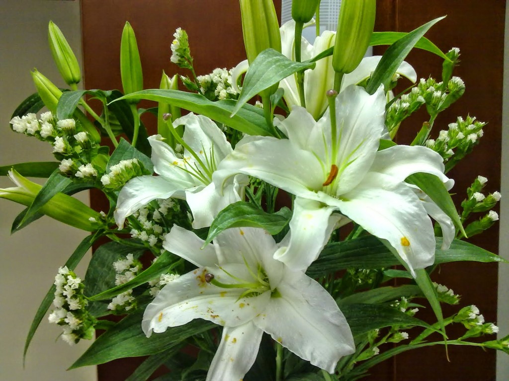 Hoa ly loại thường, có cánh nhỏ, màu trắng, hồng, cam Kinh nghiệm nhập hoa ly Đà Lạt giá sỉ bán dịp Tết 2018