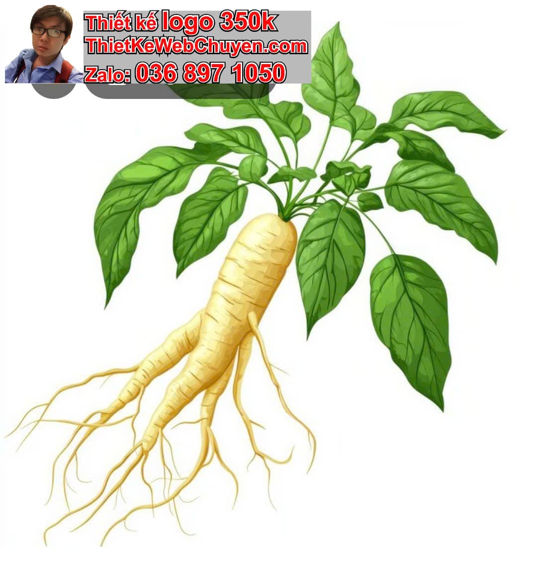 Thiết kế logo miễn phí nhân sâm