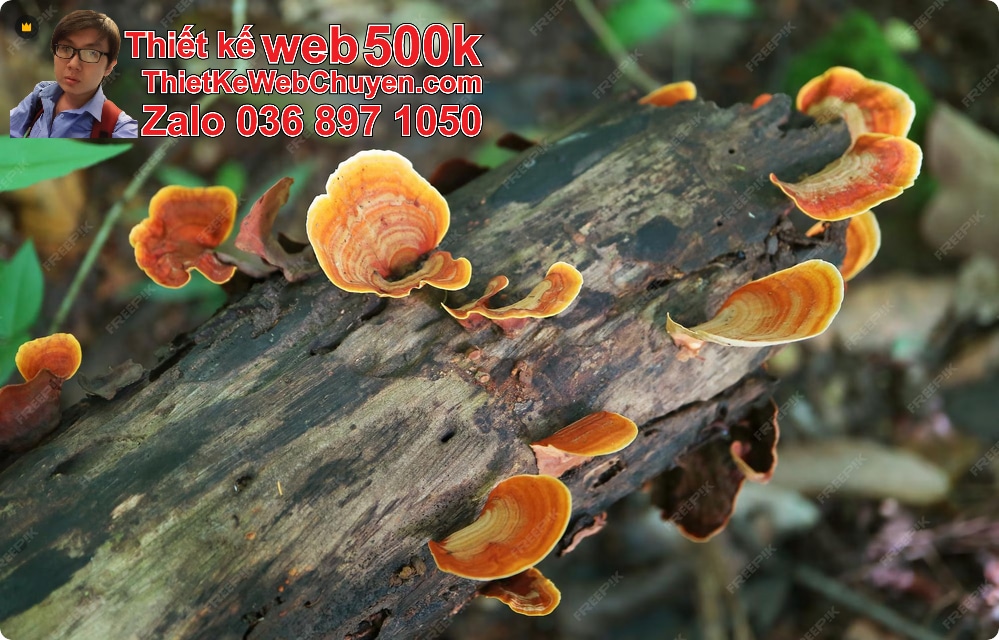 Nâng cấp web bán nấm lim xanh Nâng cấp web bán nấm lim xanh