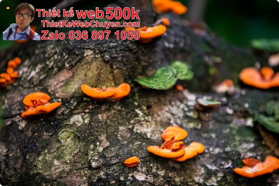 Nâng cấp web bán nấm lim xanh Nâng cấp web bán nấm lim xanh