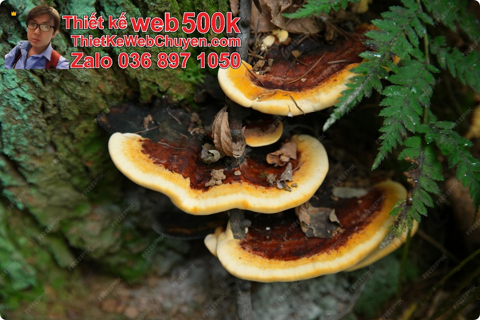 Nâng cấp web bán nấm lim xanh Nâng cấp web bán nấm lim xanh