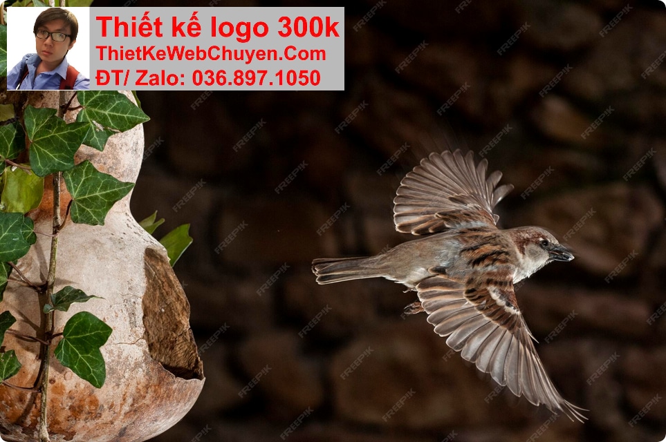 Nâng cấp web bán yến sào Nâng cấp web bán yến sào