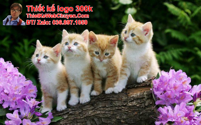 ảnh bìa fb cute ảnh bìa fb cute