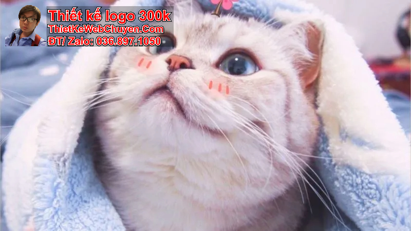 ảnh bìa mèo ảnh bìa mèo