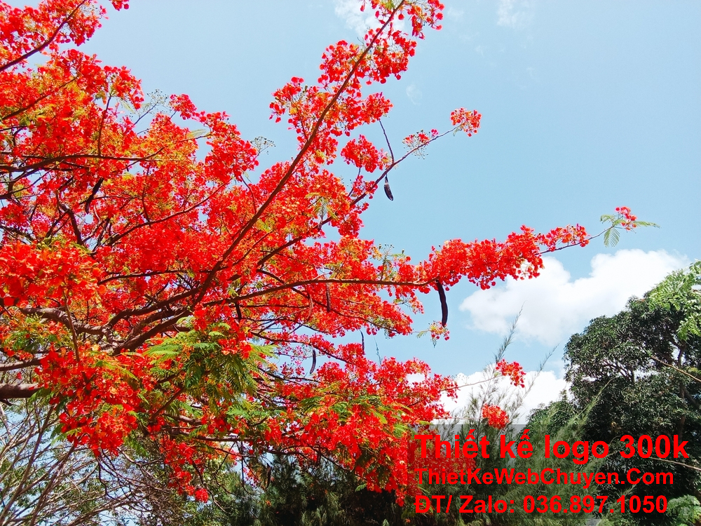 Thiết kế logo hoa phượng đỏ nên thể hiện được sự tươi mới và hấp dẫn.