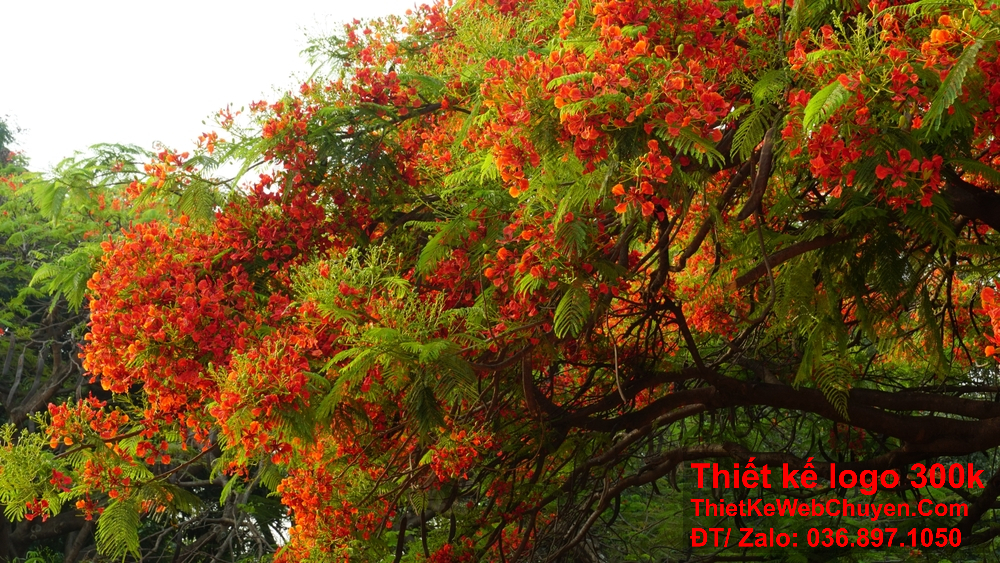 Ý tưởng thiết kế logo hoa phượng đỏ cần phản ánh đúng bản sắc thương hiệu.