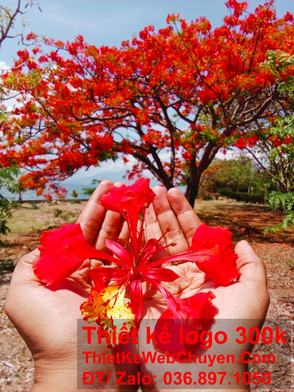 Phát triển thiết kế logo hoa phượng đỏ để phù hợp với các yếu tố trang trí trong quán.