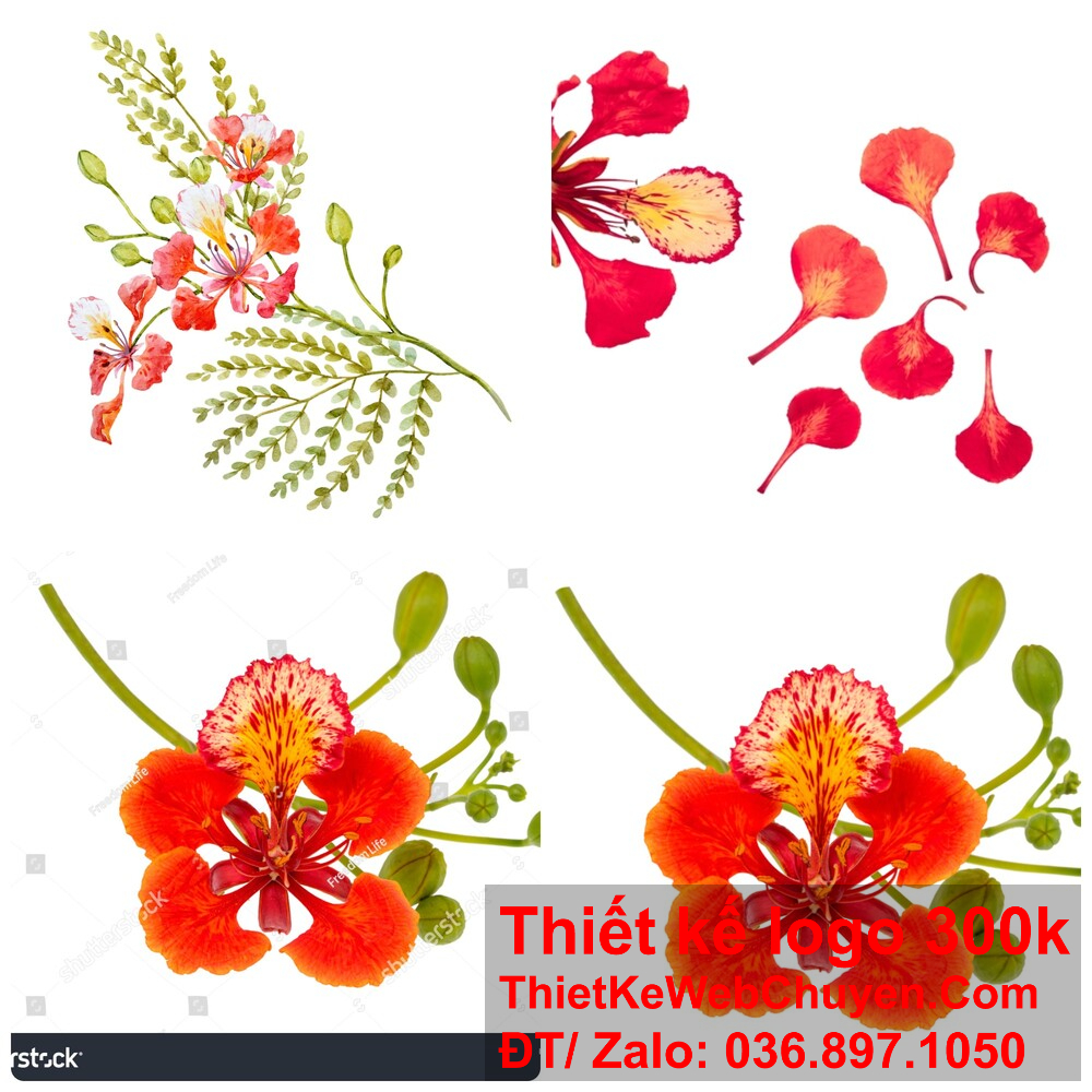 Phát triển thiết kế logo hoa phượng đỏ để tạo sự kết nối với khách hàng.