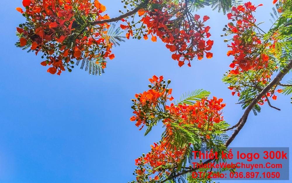 Thiết kế logo hoa phượng đỏ giúp làm nổi bật giá trị và phong cách của thương hiệu.