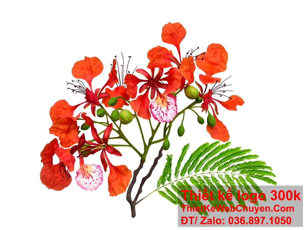 Thiết kế logo hoa phượng đỏ nên tạo ra sự kết nối mạnh mẽ với khách hàng mục tiêu.