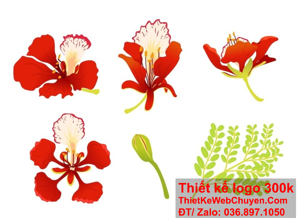 Khám phá các yếu tố cần có trong thiết kế logo hoa phượng đỏ để làm nổi bật quán.