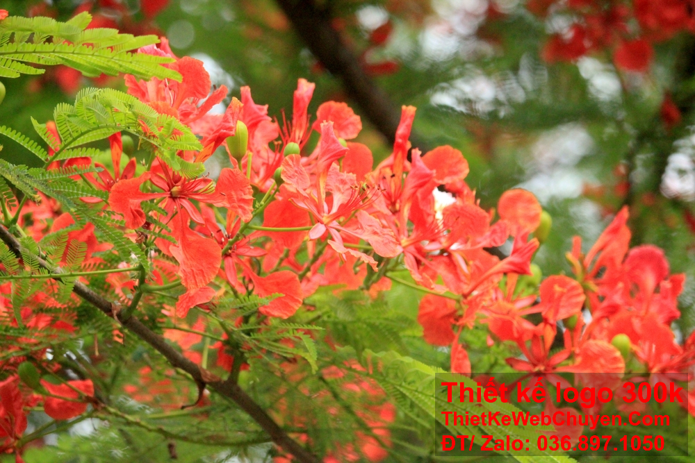 Đưa ra các lựa chọn thiết kế logo hoa phượng đỏ để thu hút khách hàng mục tiêu.