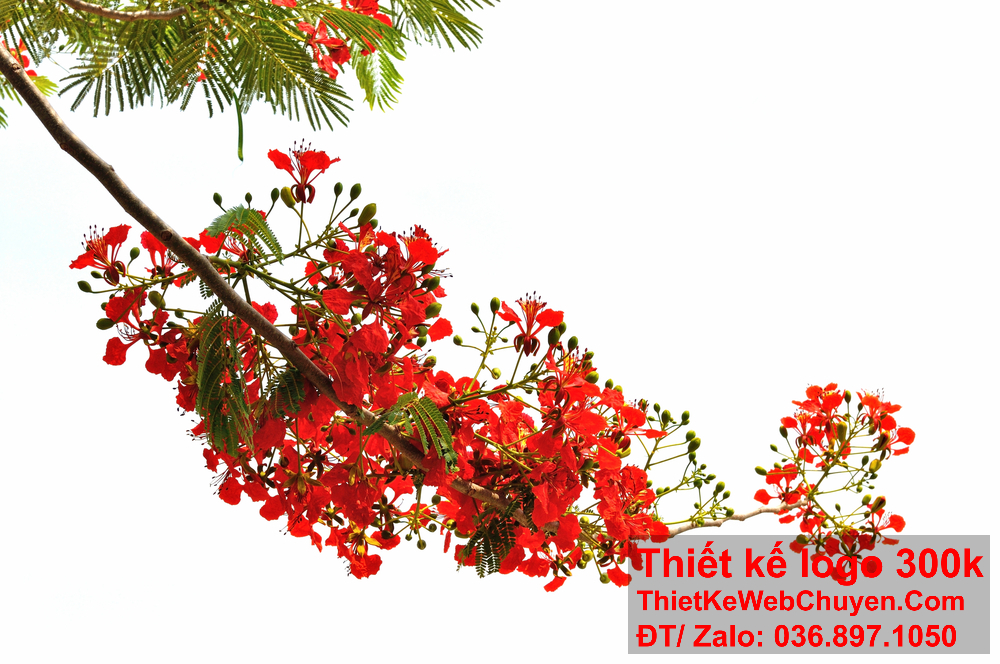 Phát triển thiết kế logo hoa phượng đỏ để tạo sự nhận diện thương hiệu rõ ràng.
