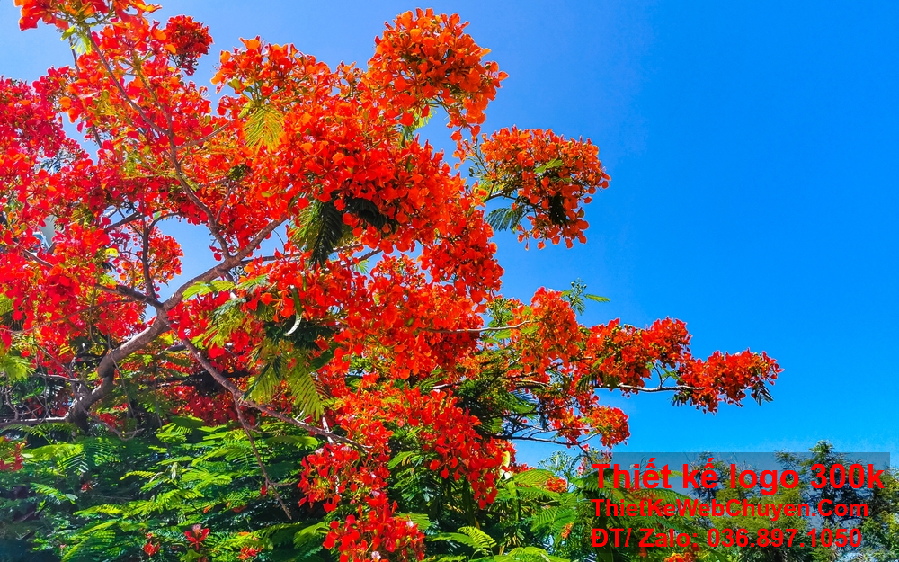 Ý tưởng thiết kế logo hoa phượng đỏ giúp tạo sự khác biệt và nổi bật.