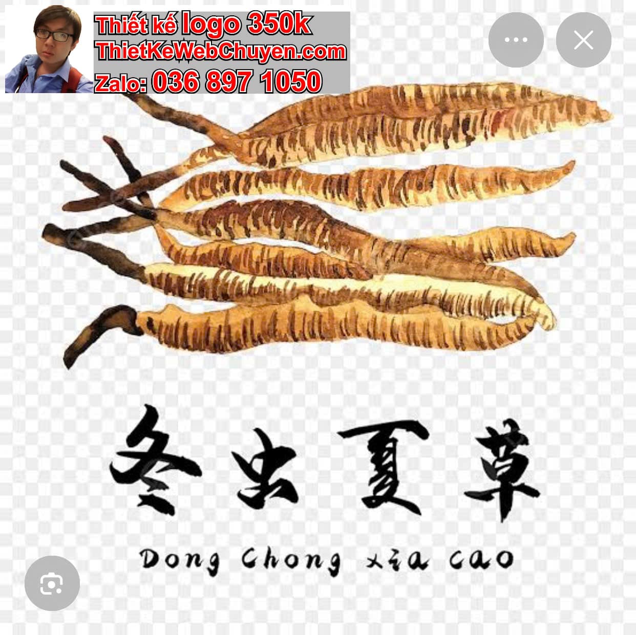 THIẾT KẾ LOGO ONLINE BÁN ĐÔNG TRÙNG HẠ THẢO