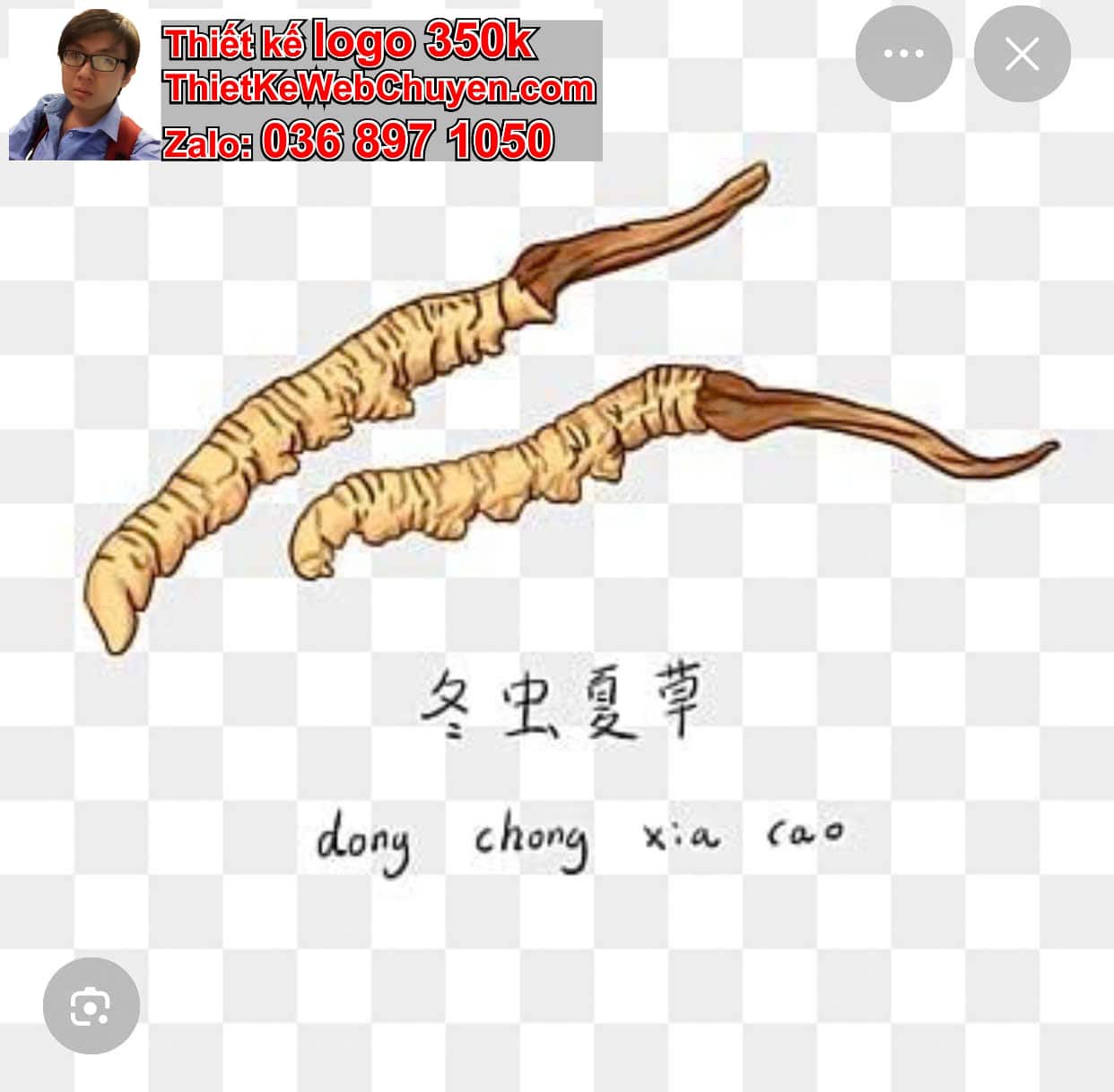 THIẾT KẾ LOGO ONLINE BÁN ĐÔNG TRÙNG HẠ THẢO